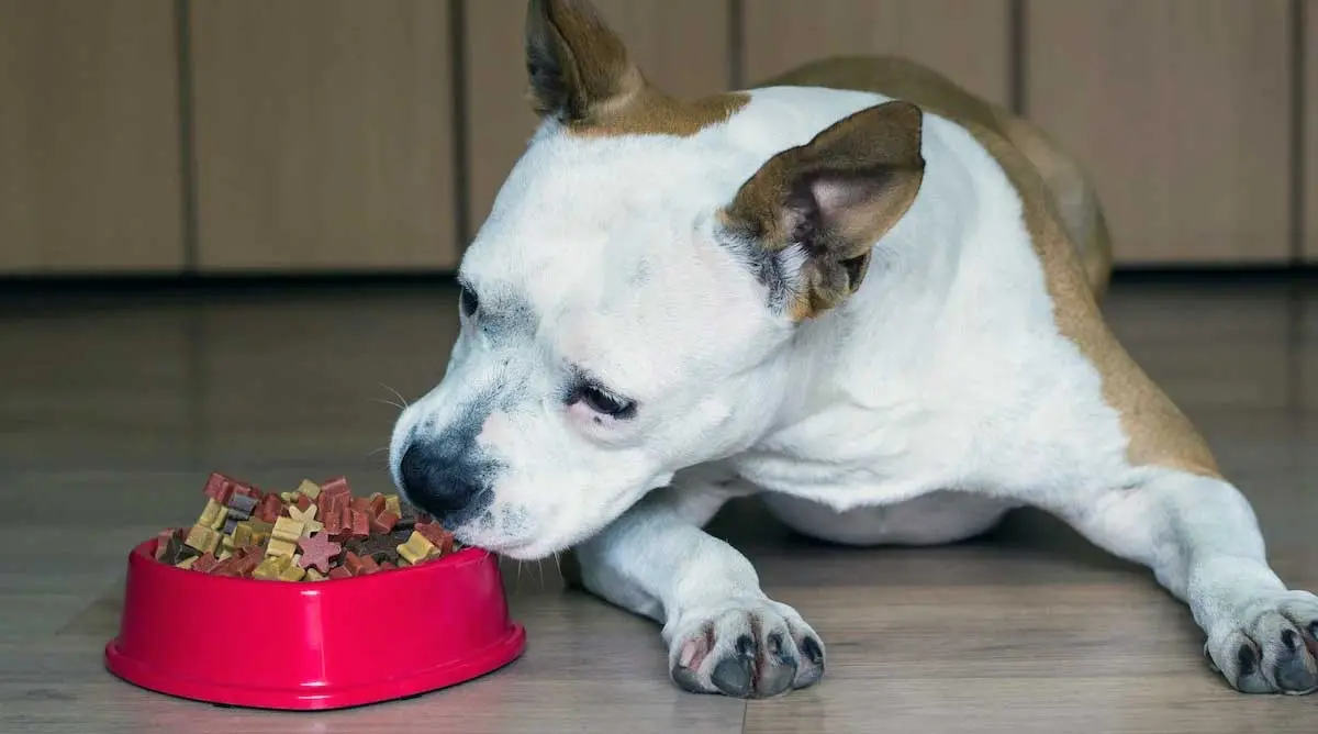 pitbull nibbling on food in dog bowl