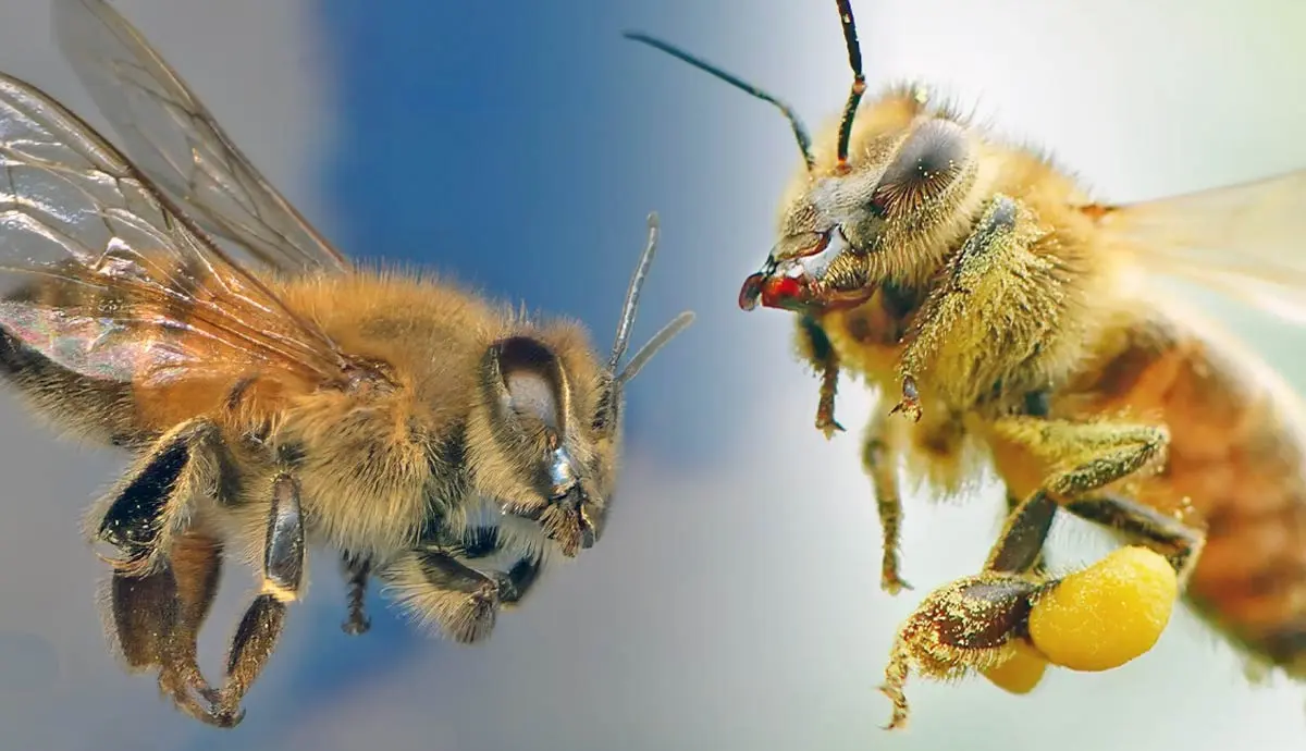 killer bees honeybees differences