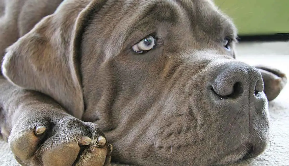 sad looking mastiff