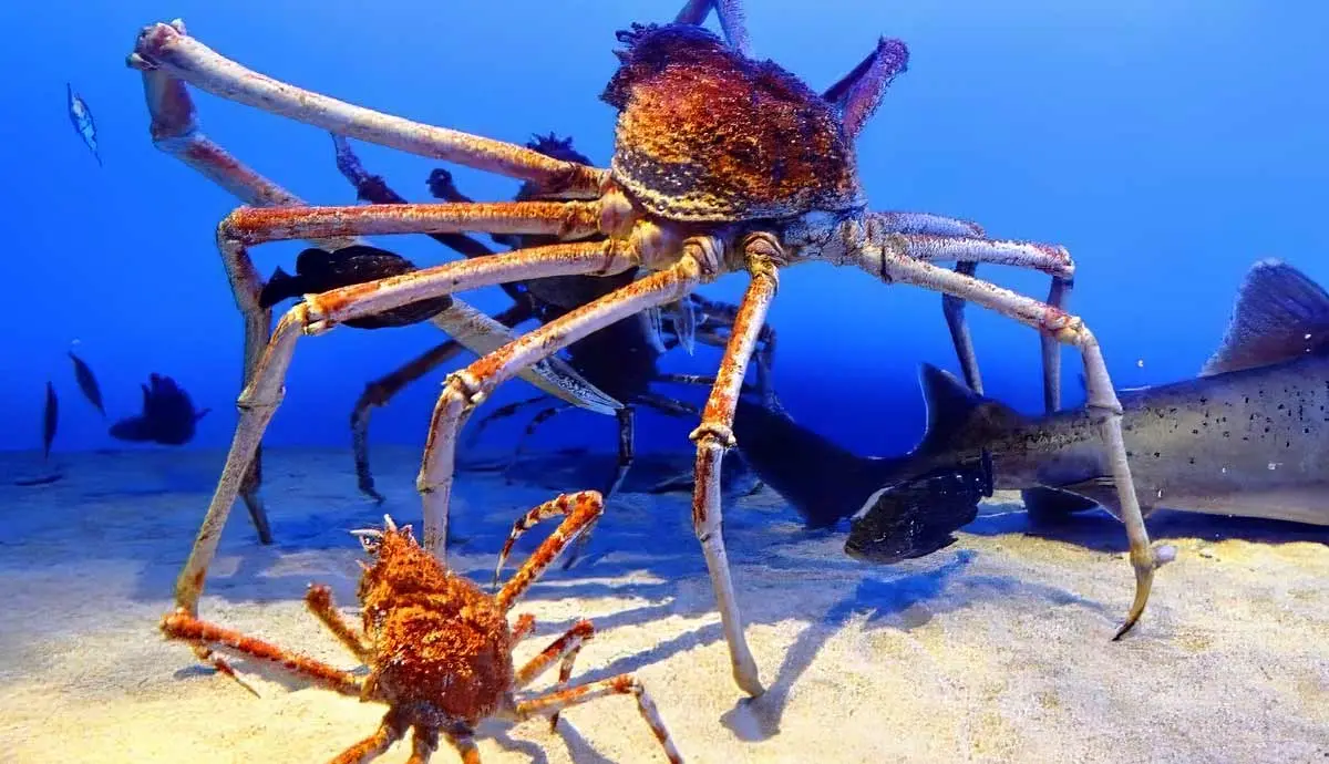 japanese spider crab huge