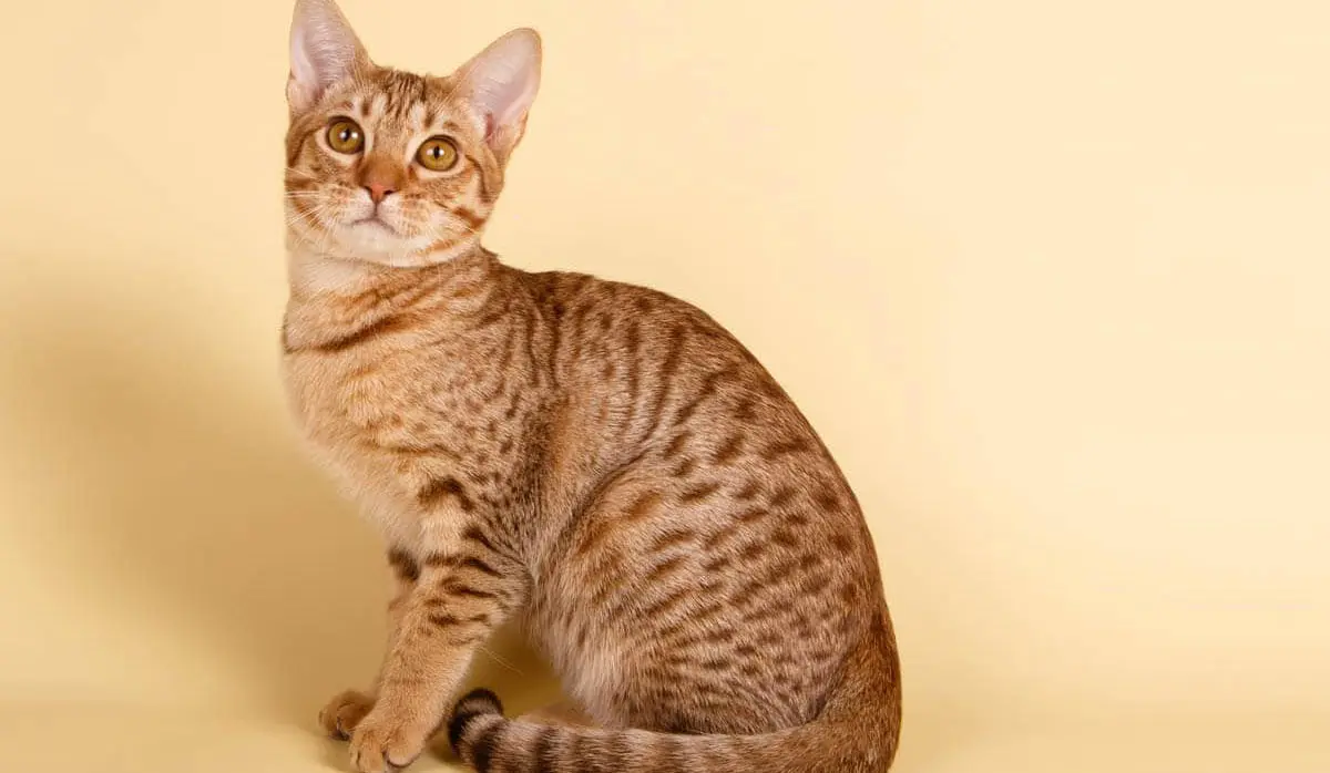 ocicat exotic cat breed