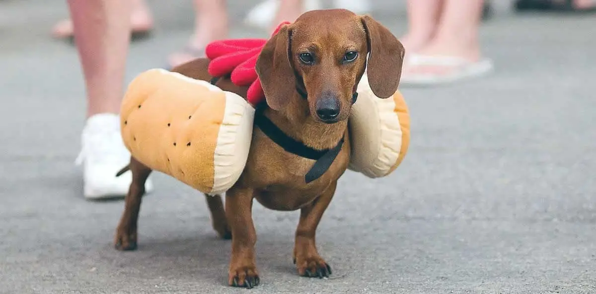 dachshund hot dog costume
