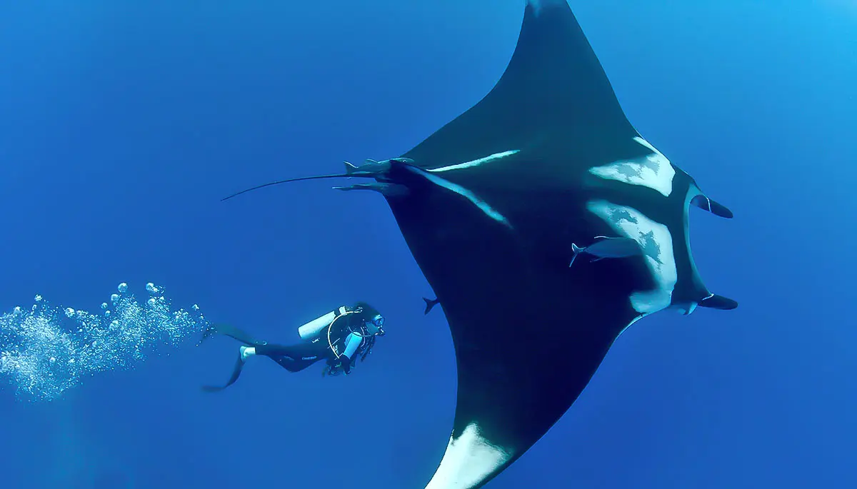 Giant manta with diver