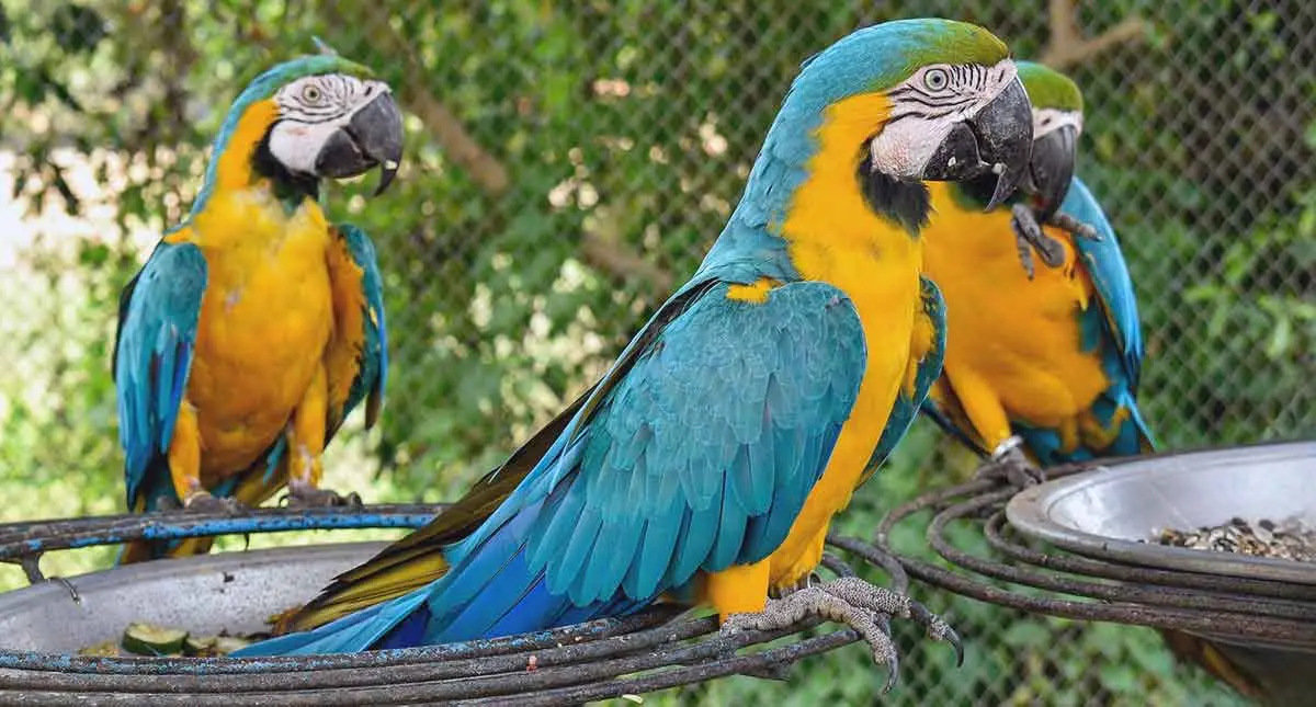 three blue and yellow parrots in a cage