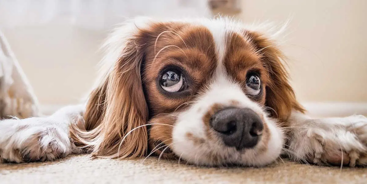 dog with big eyes lying on the floor