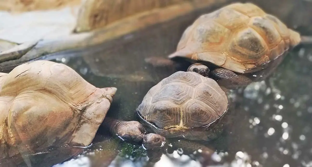 tortoise bathing