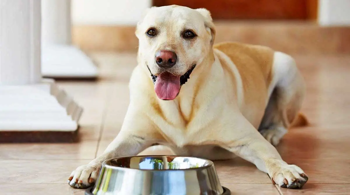 dog labrador drinking bowl