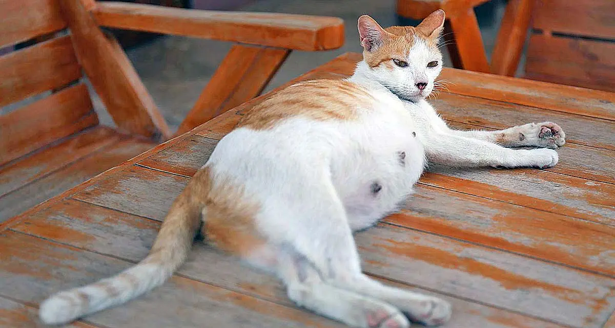 pregnant cat laying down