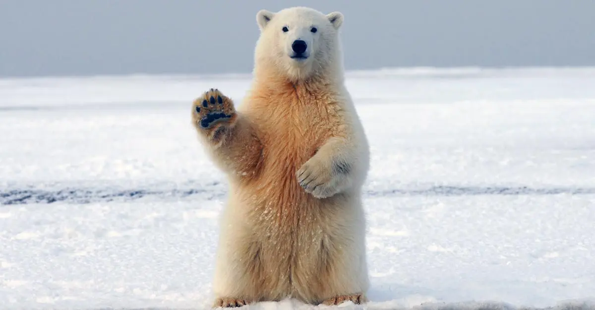 polar bear sitting on hind legs in snow