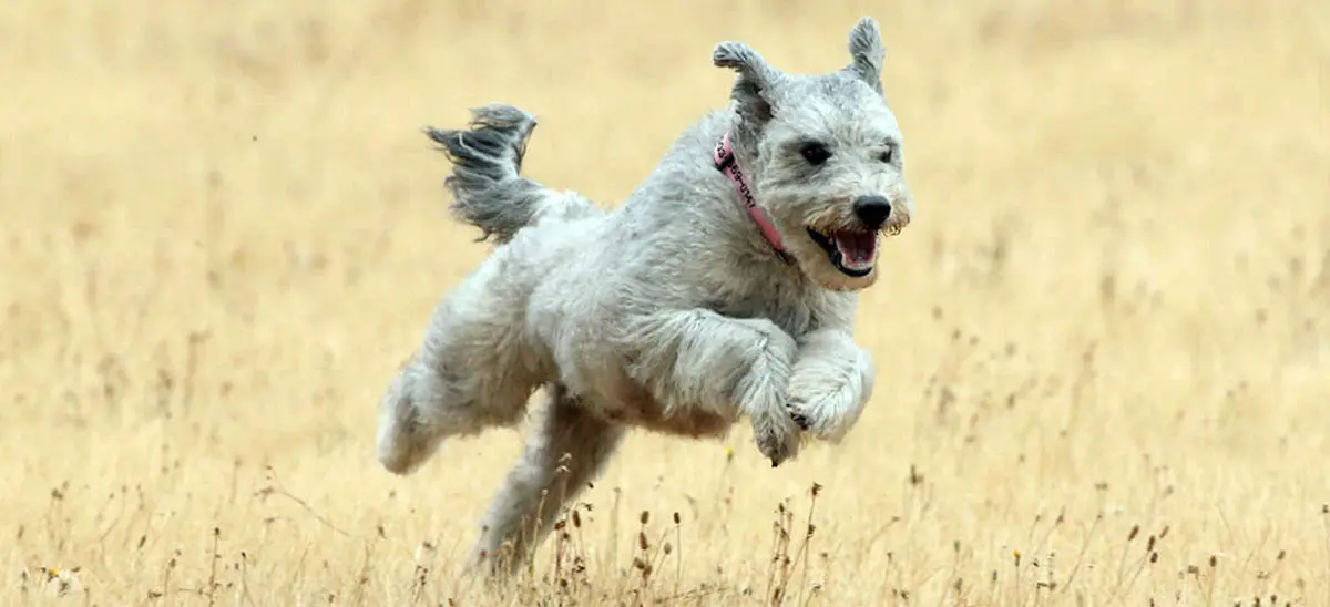 grey pumi dog running through grass