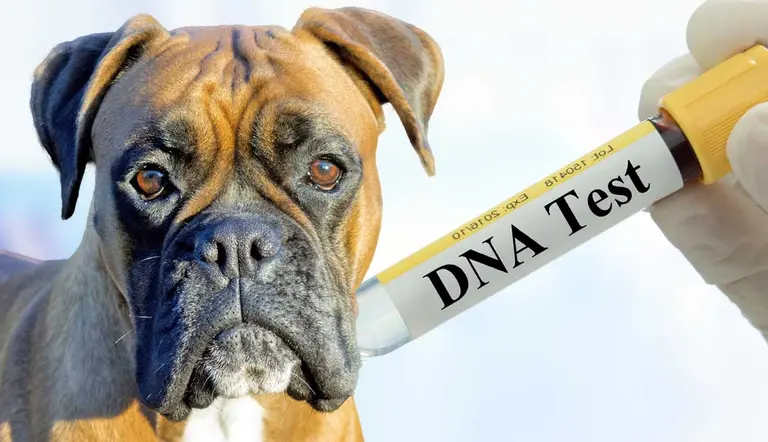 do dog dna tests actually work
