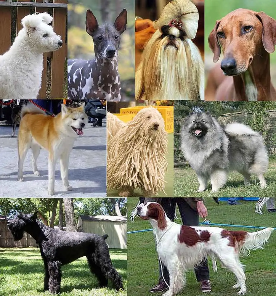 nine dog breeds different coats 