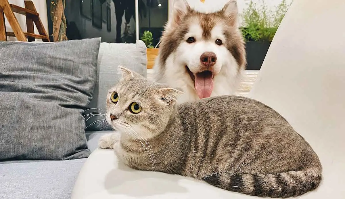 grey tabby cat laying in front of dog