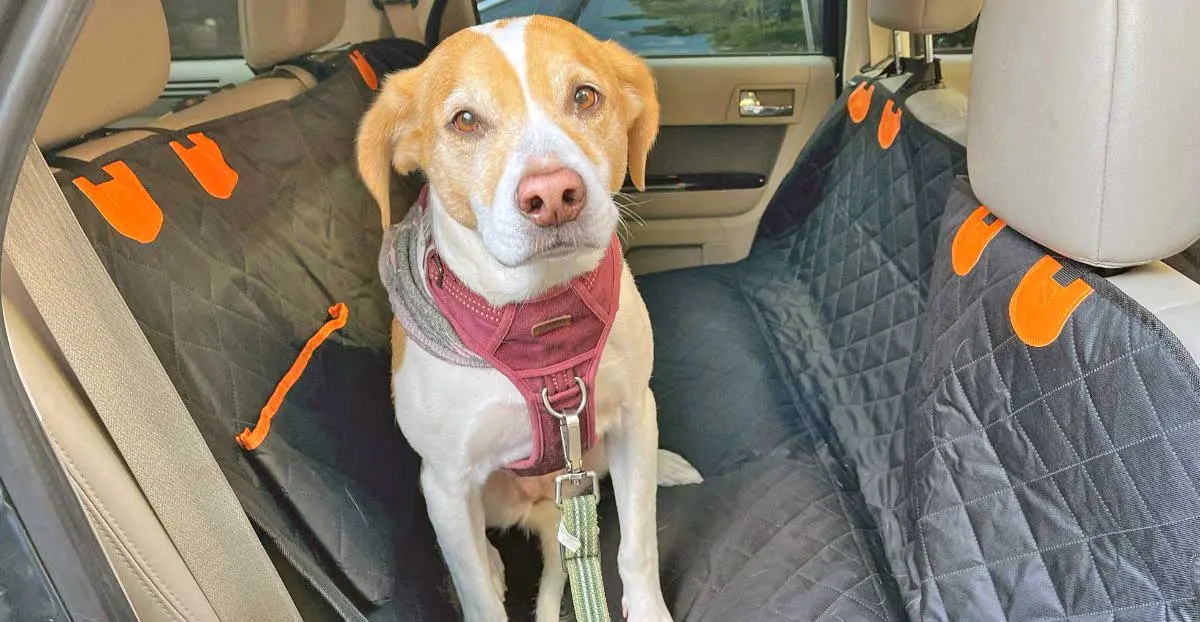 hound mix in backseat