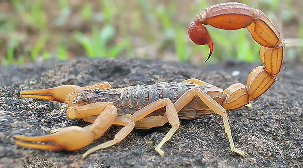 The Indian Red Scorpion with its tail poised and ready to strike