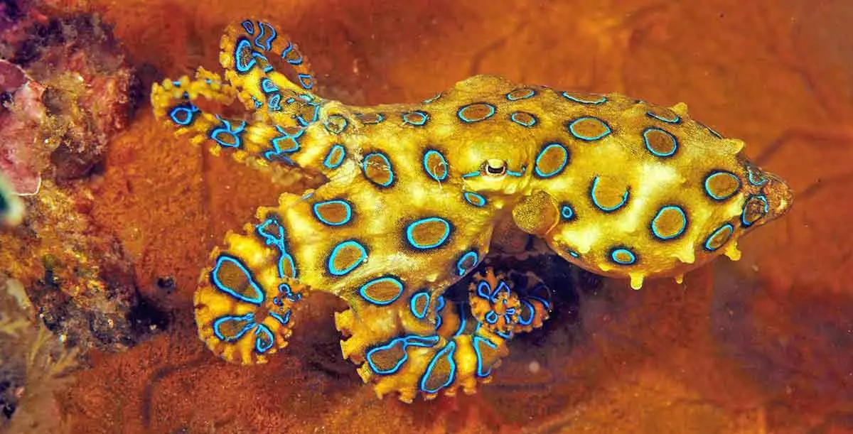 toxic blue ringed octopus