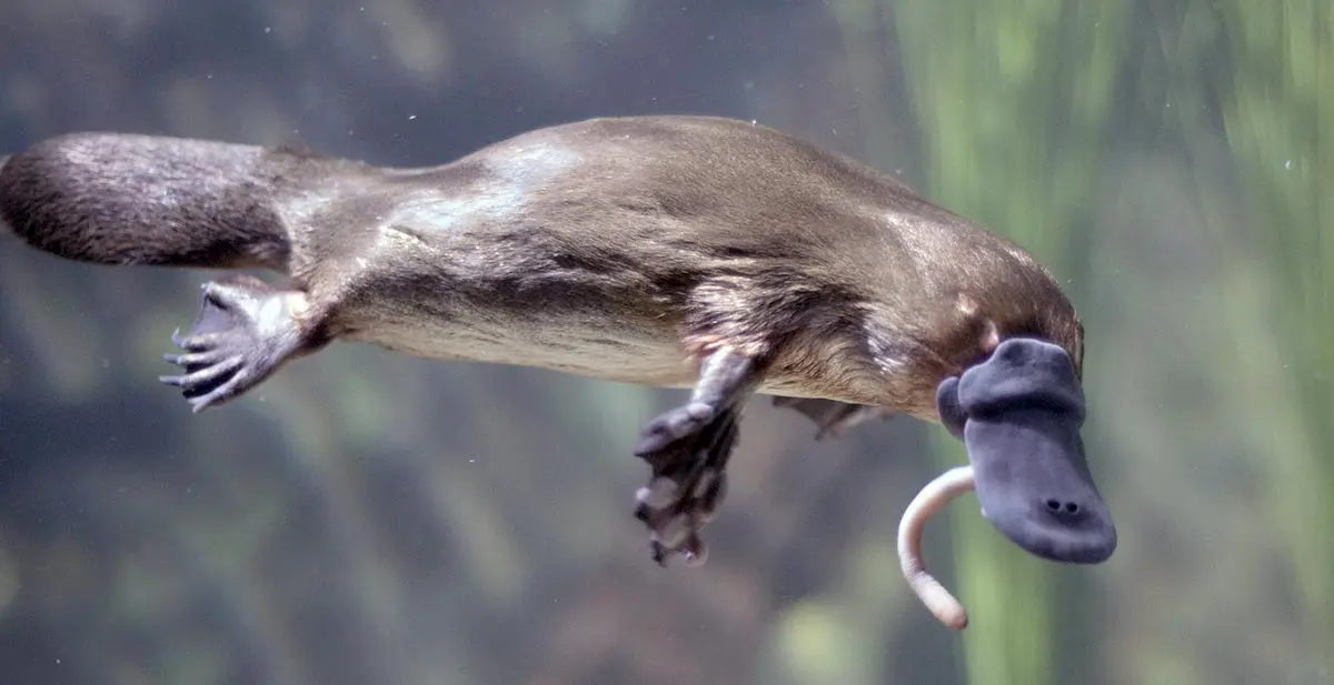 platypus eating a worm