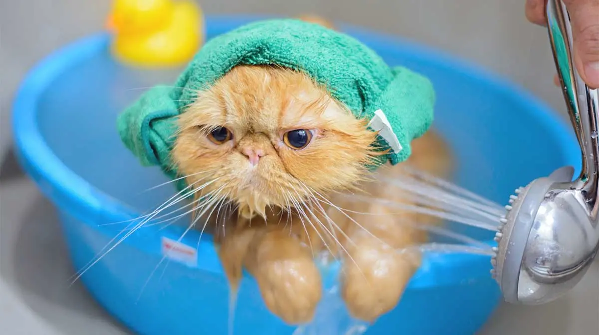 orange cat bath bowl