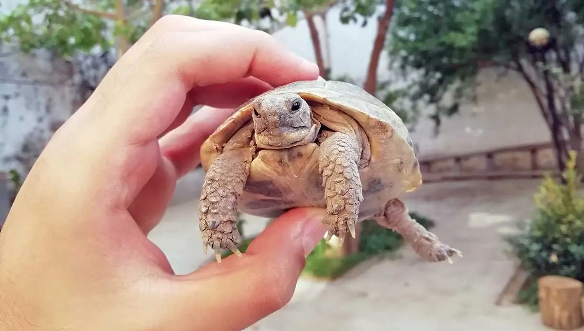baby russian tortoise