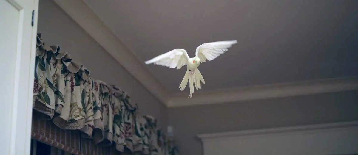 cockatiel flying pet bird