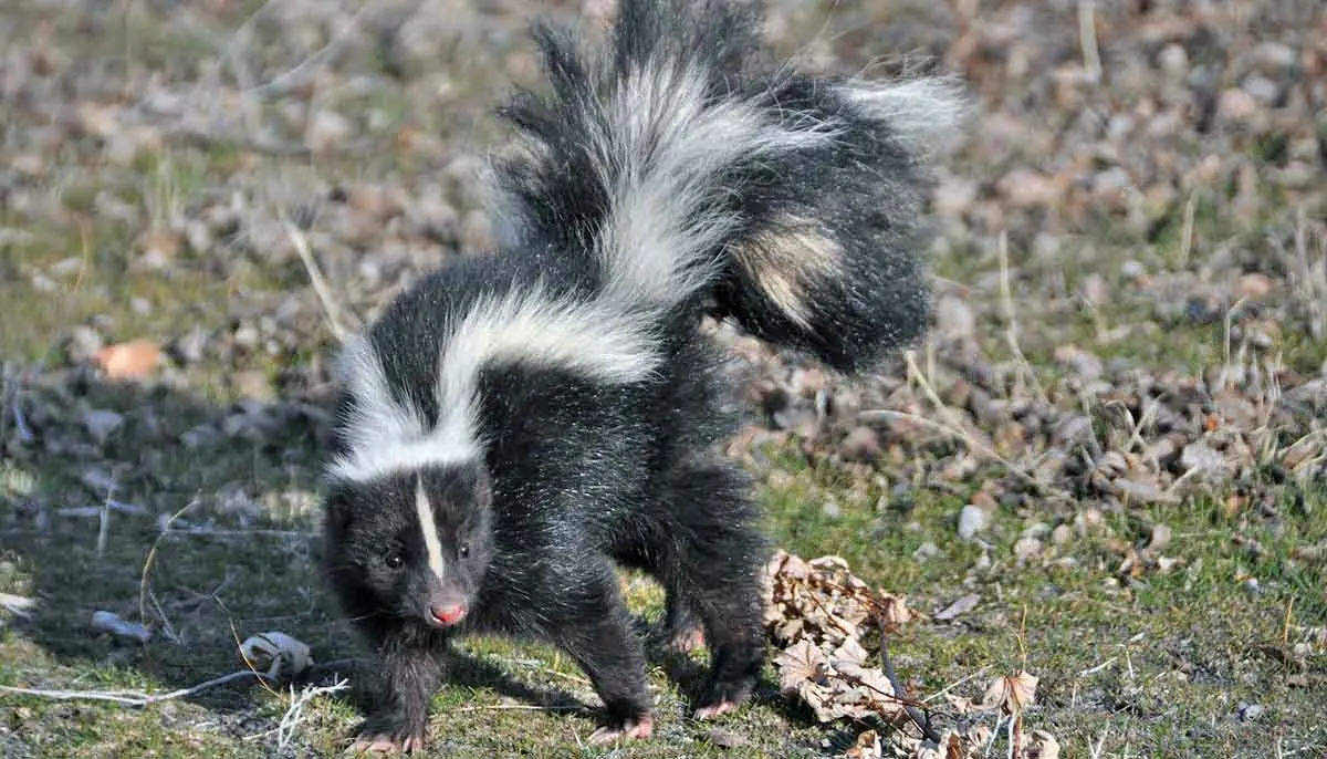 striped skunk standing with tail in the air