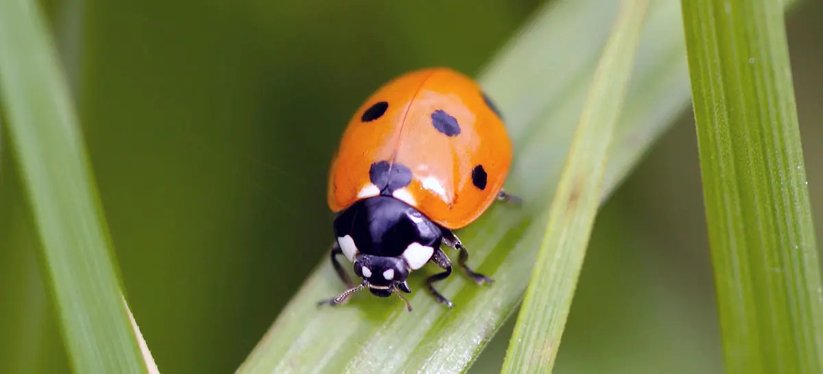 orange ladybug walking on a grass blade
