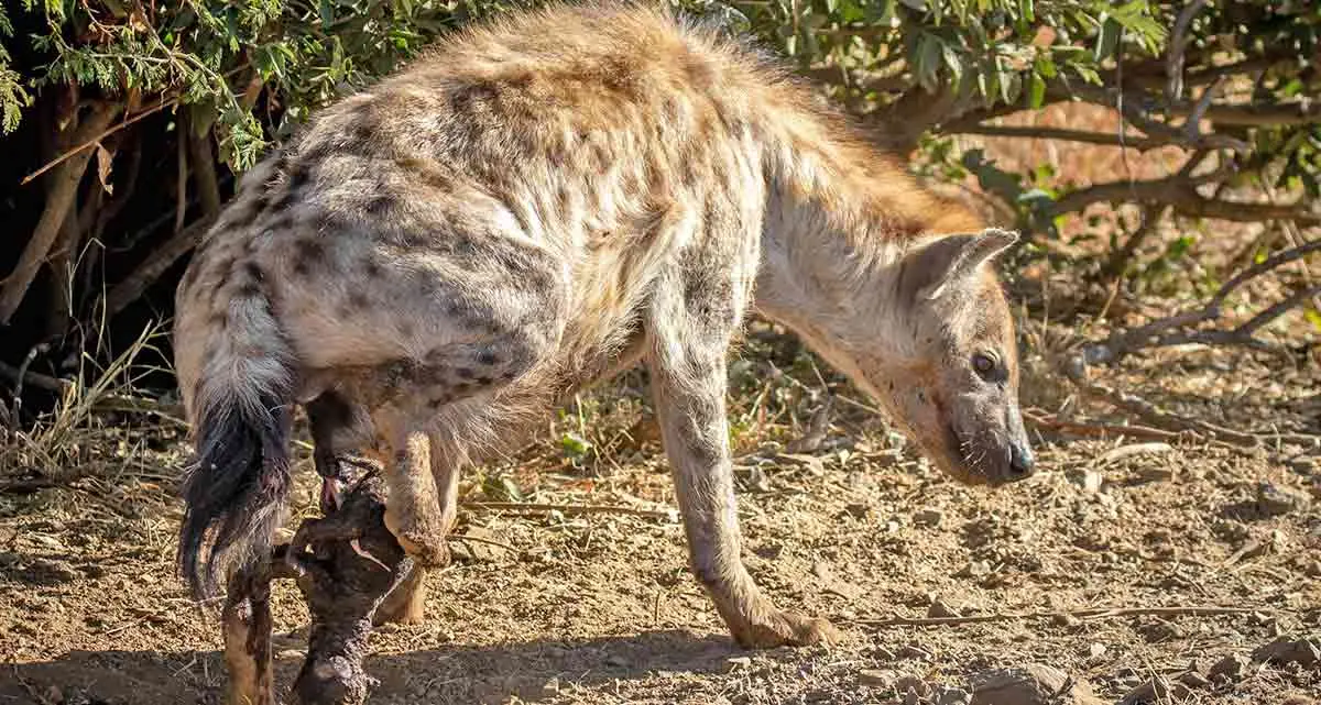 spotted hyena giving birth