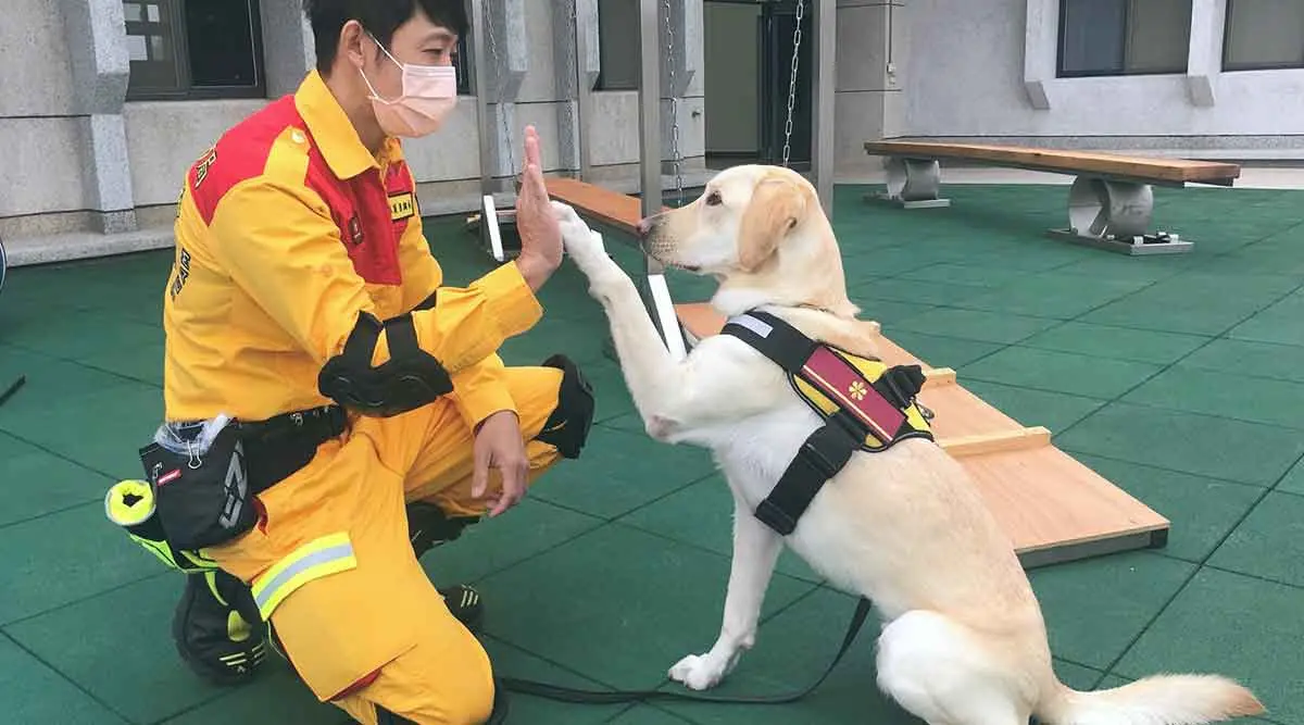 taiwan fire department search and rescue dog