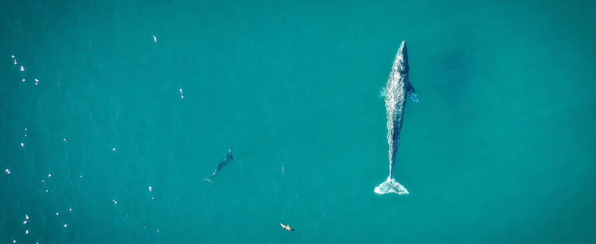 aerial view of blue whale swimming near ocean surface