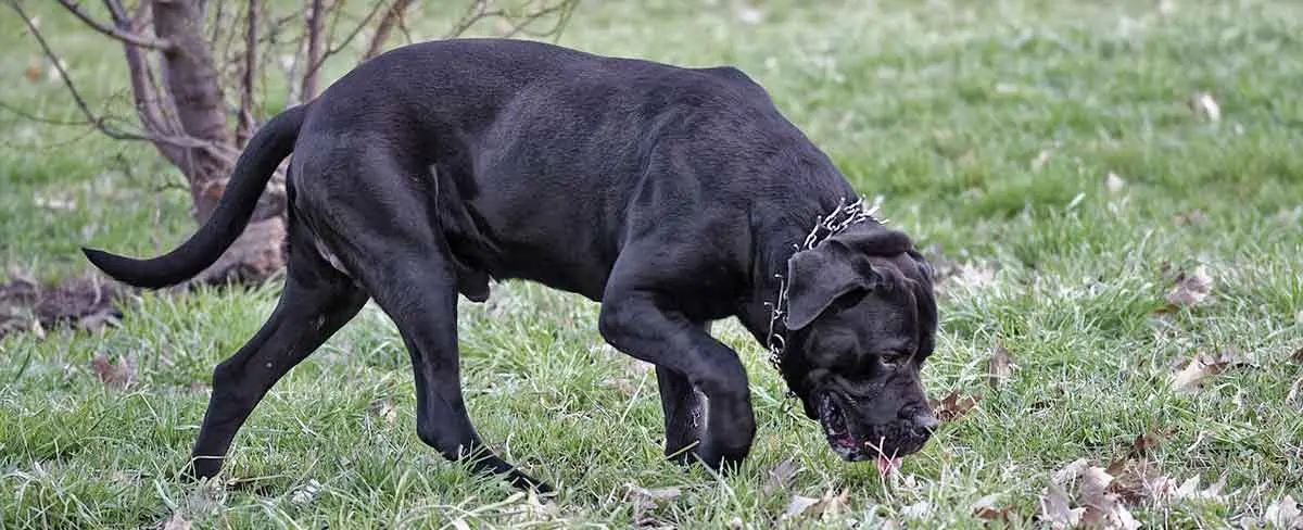 black dog wearing a prong collar