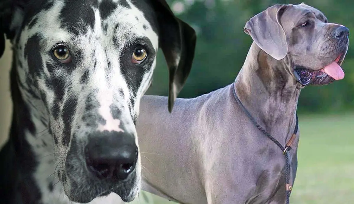 can great danes be service dogs