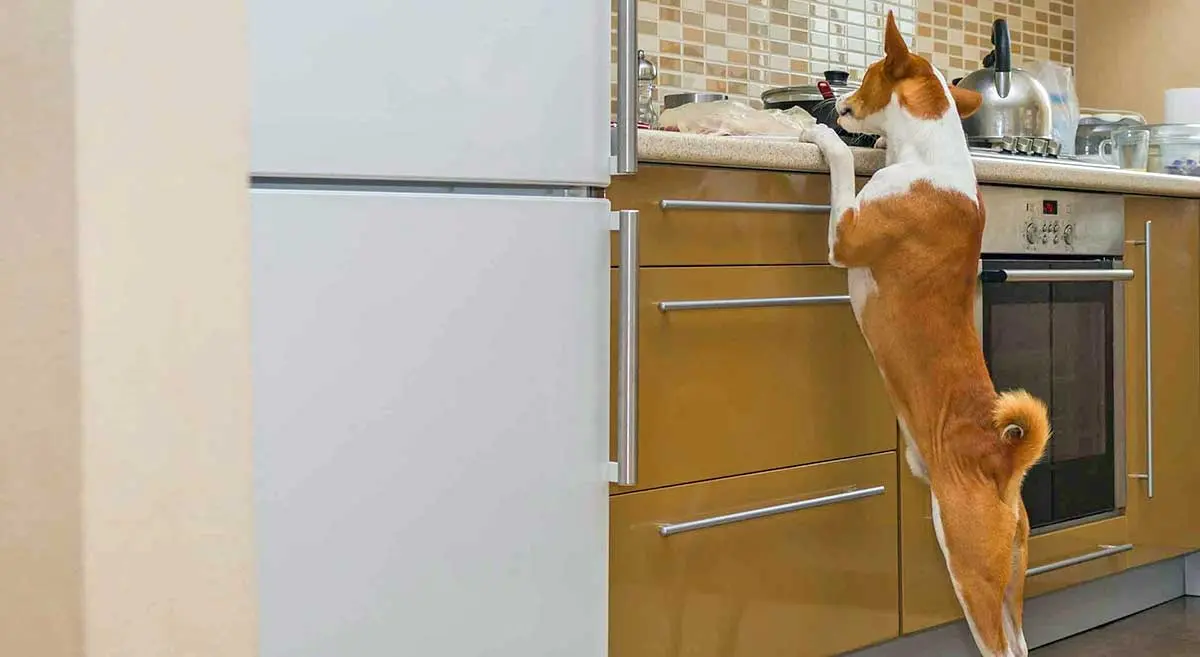 white and brown dog counter surfing