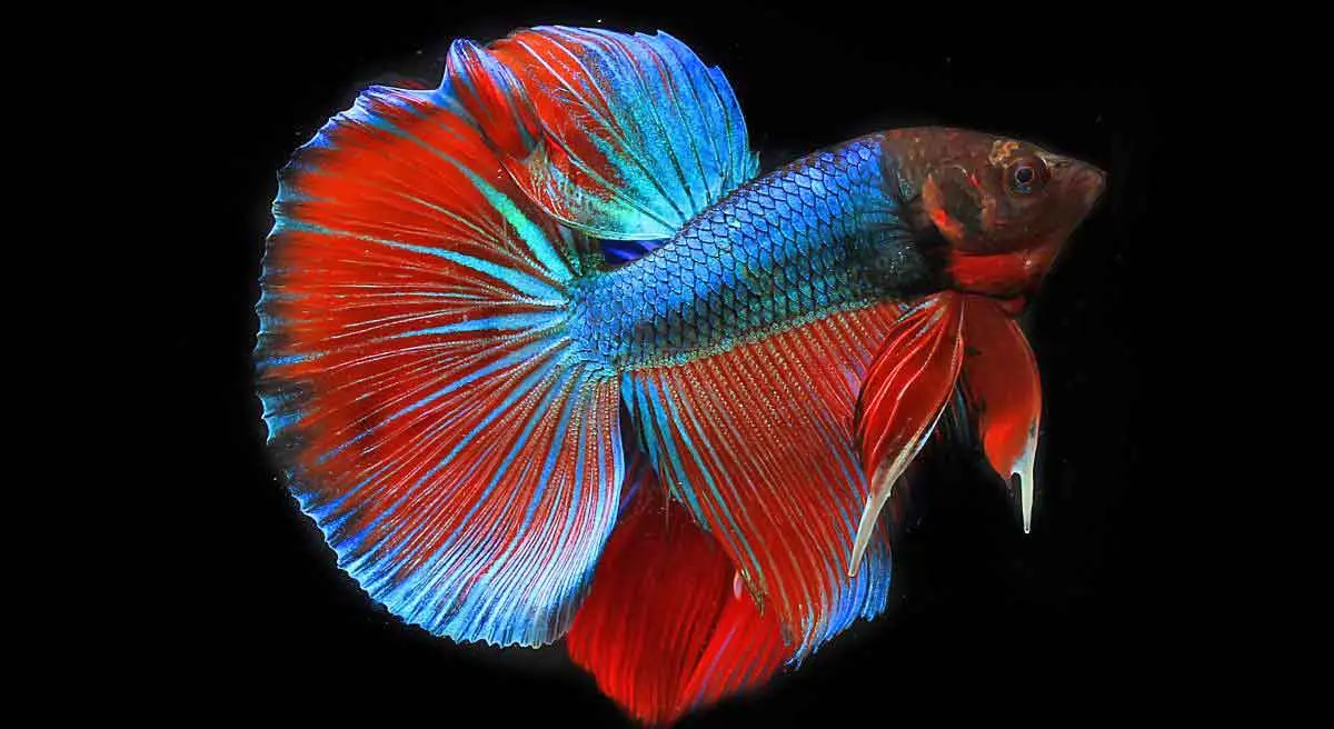 betta fish colorful