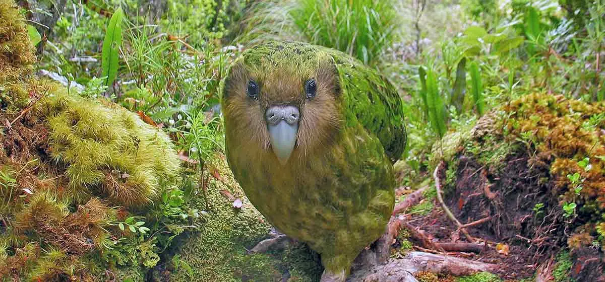 kakapo walking in woods