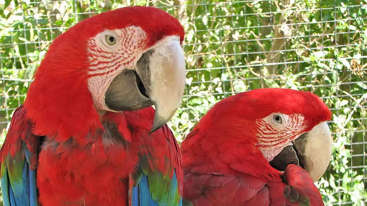 two red macaws together sitting