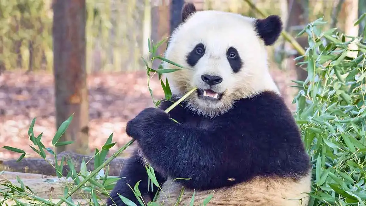 panda marking