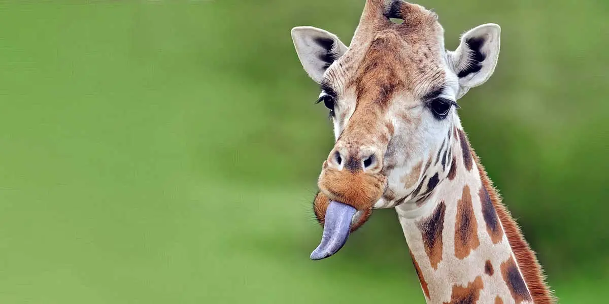 giraffe face eating with long tongue