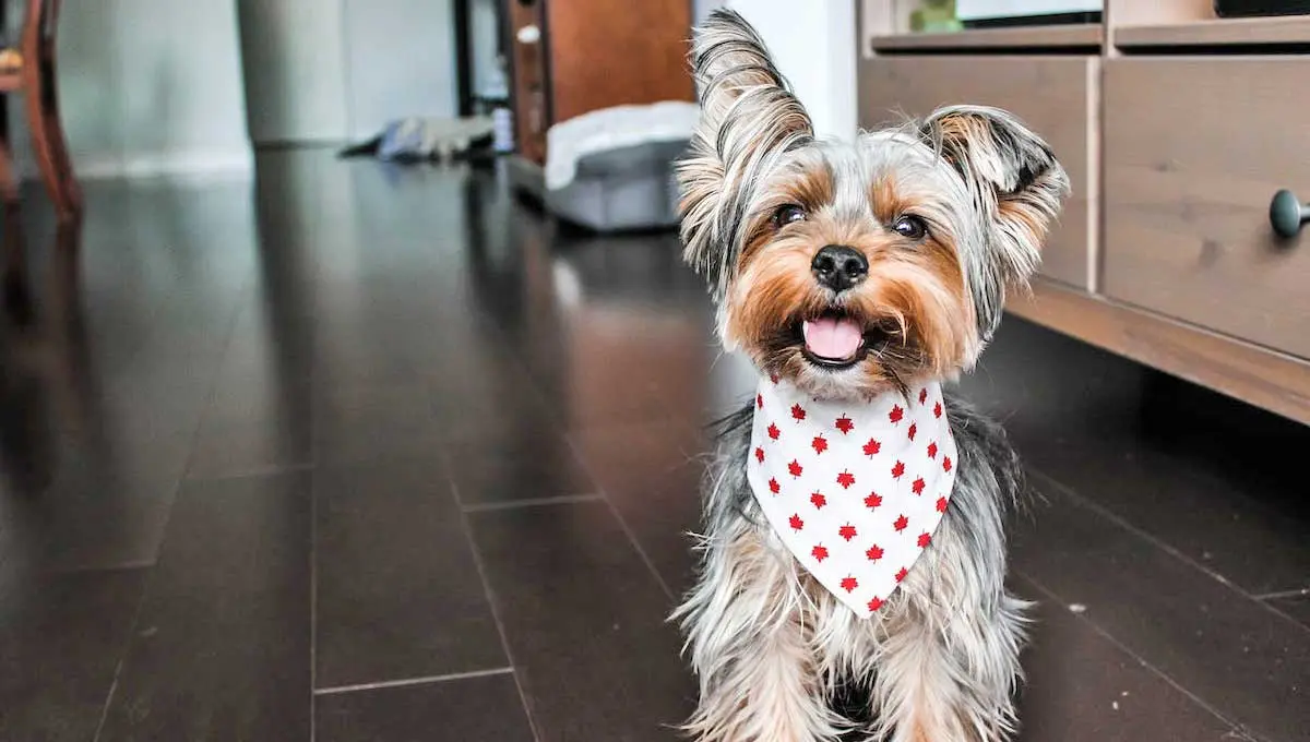 Yorkshire Terrier Puppy in Living Room with Canada Bandana
