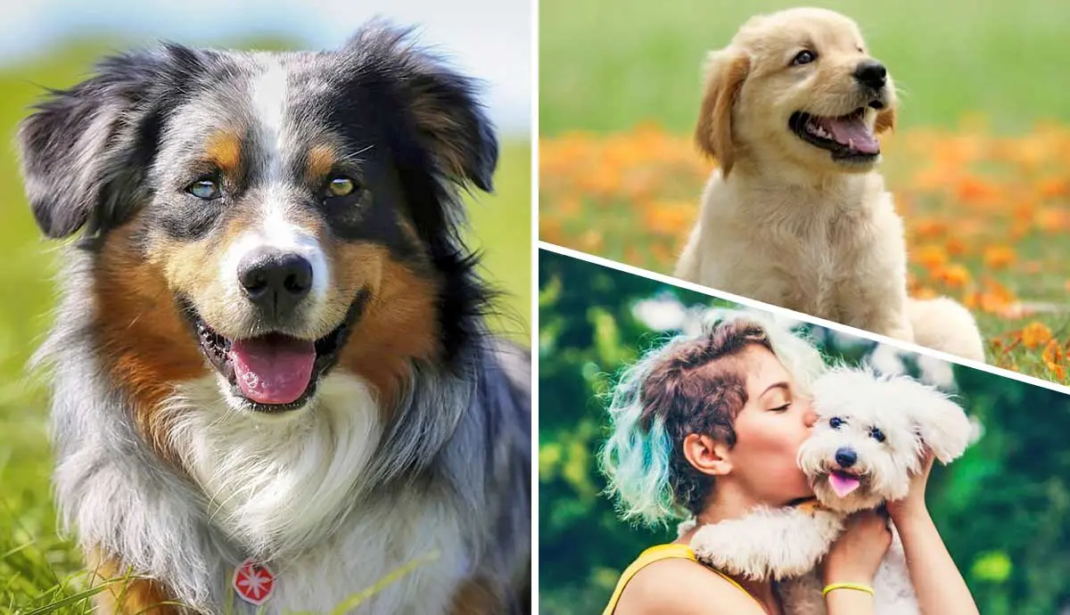 are purebred dogs better than mixed breed