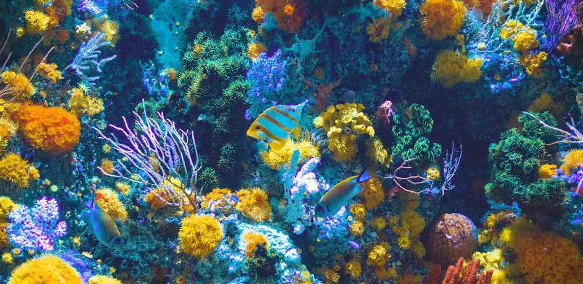 colorful fish aquarium