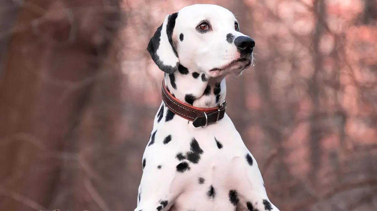 dalmatian wearing collar