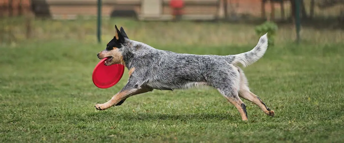 australian cattle dog running holding frisbee