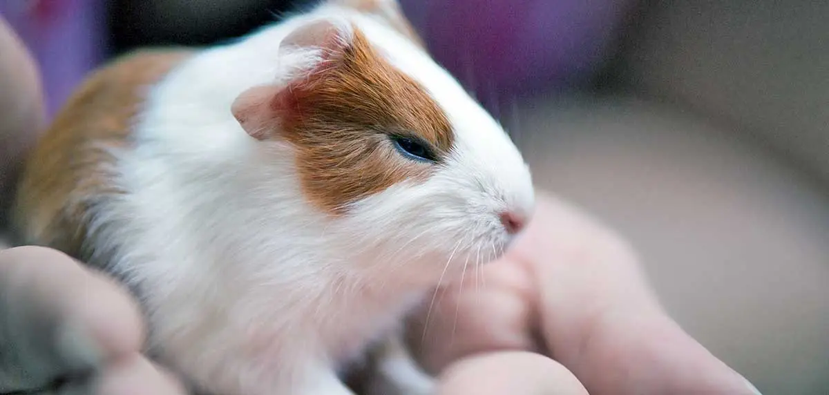 baby guinea pig 1336912