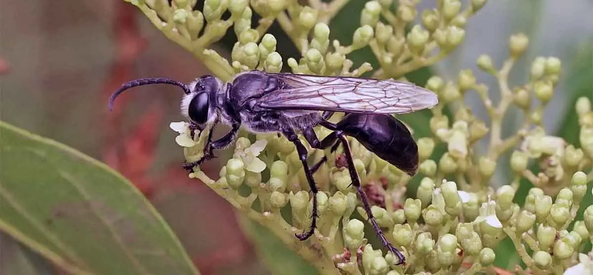 a wasp or bee on a flower