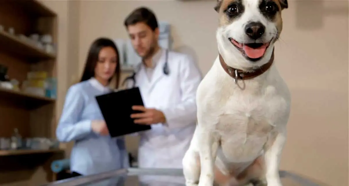dog table vet terrier