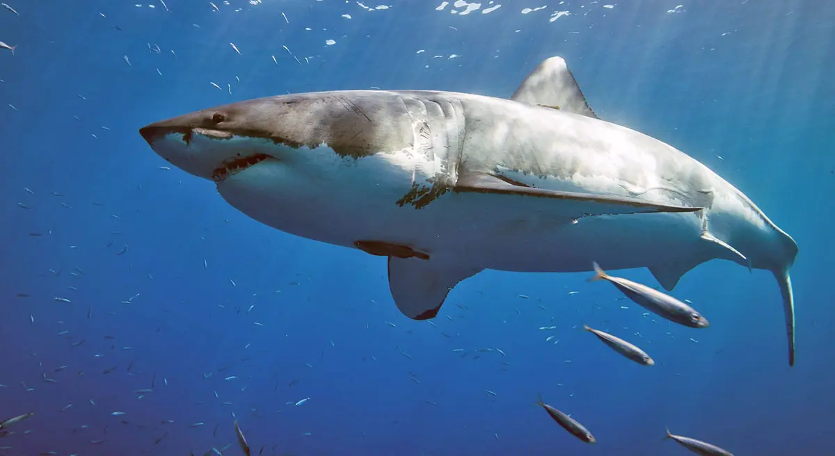 great white shark swimming with fish
