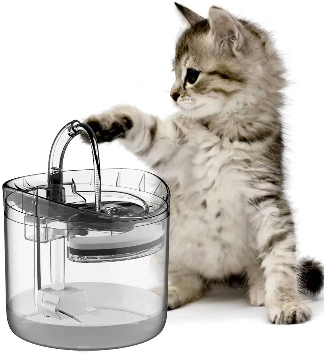 kitten playing with water fountain