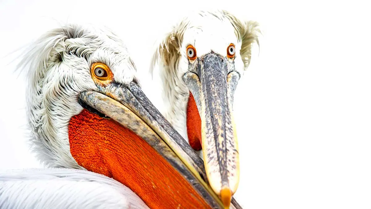 pair dalmatian pelican close up