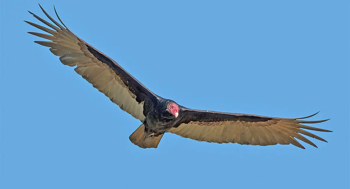 a vulture flying against a blue sky