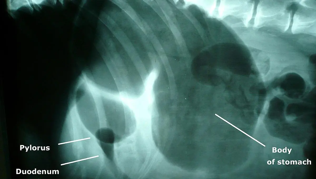 bloat xray in dogs